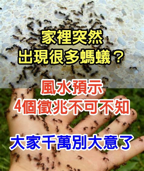 家裡突然出現很多螞蟻|家裡螞蟻多到殺不完怎麼辦？居家達人教4招滅蟻方法…